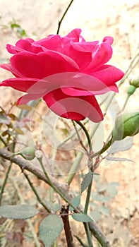 Red rose beautiful flowers golap