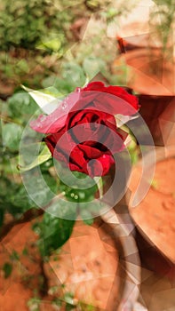Red rose beautiful