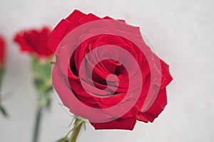 Red rose