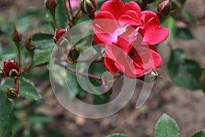 Red rose and bee in garden