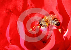 The red rose and the bee at the parks of Nervi.The parks of Genoa nervi have one of the largest rose gardens in Italy