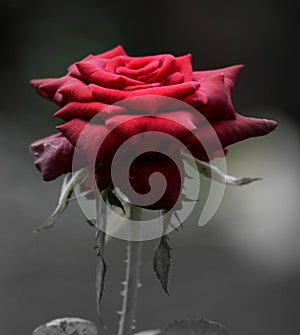 Red rose on a black bacground