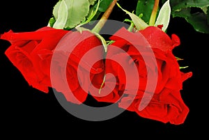 Red rose on a black background