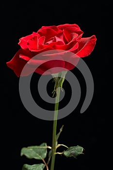 Red Rose Black Background photo