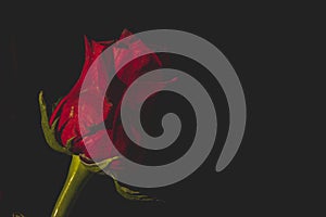 A red rose on a black background