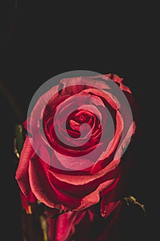 A red rose on a black background