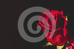 A red rose on a black background