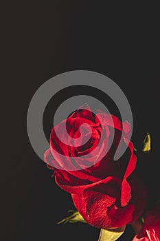 A red rose on a black background