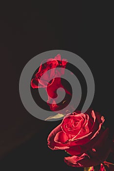 A red rose on a black background