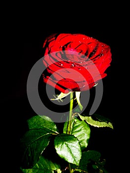 Red rose with black background