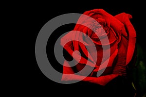 Red rose black background