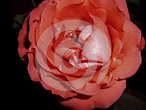 Red rose on a black background. bright red flower with delicate petals on black. The scarlet rose blooms in the dark.