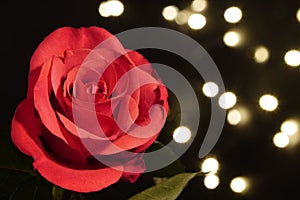 A red rose on a black background with small artificial light bulbs. lights out of focus. red flower in artificial light, black