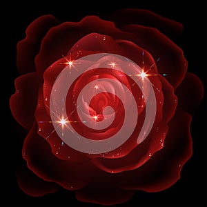 Red rose on black background
