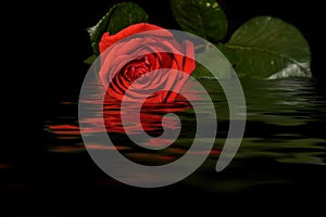 Red rose black background water reflection