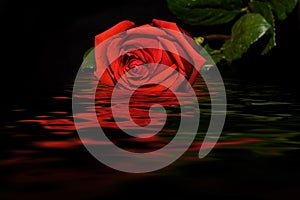 Red rose black background water reflection