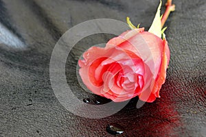 Red Rose on Black Leather