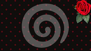 Red Rose Black and Red Polka Dot Background