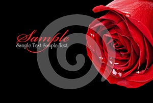 Red Rose on Black (with sample text)