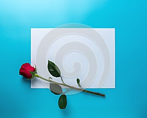 Red rose with blank paper on bright blue background. Minimal nature concept