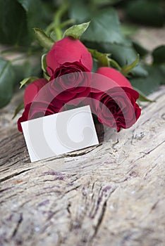 Red rose with blank space for lovely message fopr Valentine