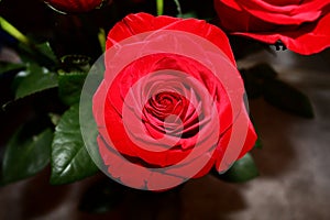 Red rose bloom macro