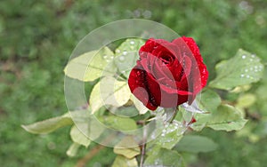 Red rose in bloom, wet with rain