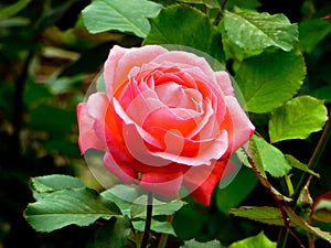 Red rose blooming