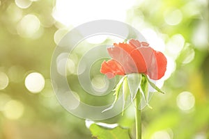 Red rose blooming with bokeh light background