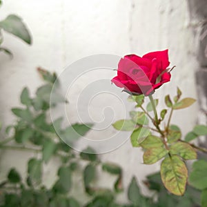 Red rose blooming in branch of green leaves plant growing in the garden, nature photography, gardening background