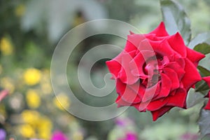 Red rose blooming on the bush in green garden, selective focus, summer nature