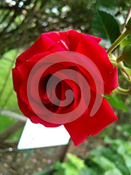 Red rose blooming flower closeup, with a white contrast background element