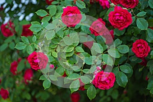 Red rose blooming in the garden