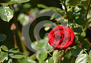 A red rose blooming on a rose bush