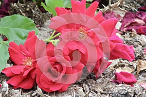 Red rose blooms