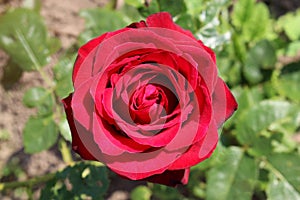 Red rose blooms outside under the bright sun