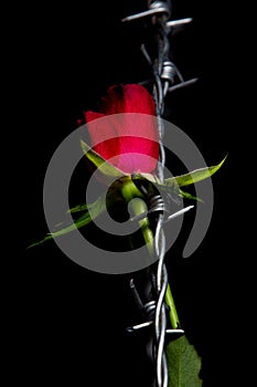 Red rose blossom and barbed wire isolated on black background, concept of love and pain