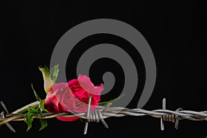 Red rose blossom and barbed wire isolated on black background, concept of love and pain