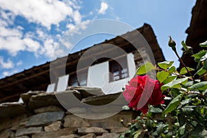 Red rose blossom with blurred Bulgarian house