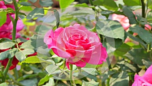 Red rose blossom in flower field.