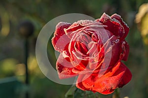 A red rose blossom frosted in sunshine