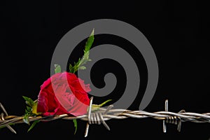 Red rose blossom laying on barbed wire isolated on black background, concept of love and pain