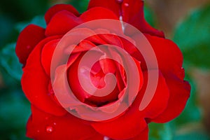 a red rose blossom in summer