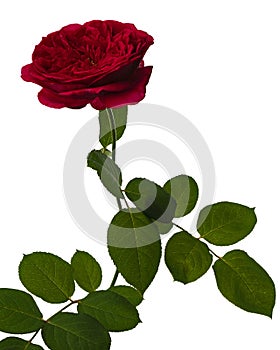 Red rose blossoms with leaves, Garden rose isolated on white background, with clipping path