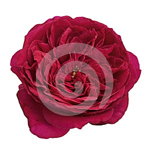 Red rose blossoms with leaves, Garden rose isolated on white background, with clipping path