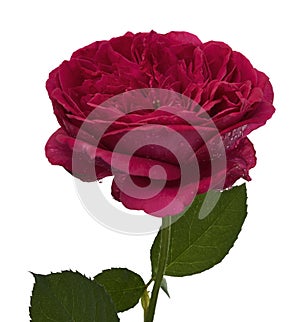 Red rose blossoms with leaves, Garden rose isolated on white background, with clipping path