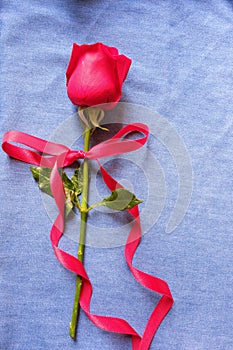 Red rose on blue jean background for Valentine's background concept