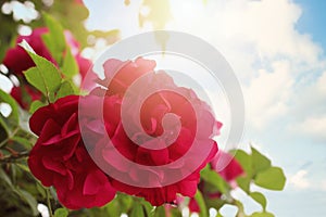 Red rose on blue sky background. Closeup of red rose with leaves and sunlight