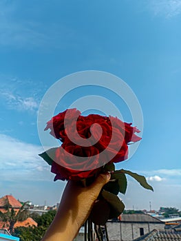 Red Rose with Blue Sky Bcakground photo