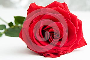Red Rose with boke Background. - Valentines and 8 March Mother Women's Day concept